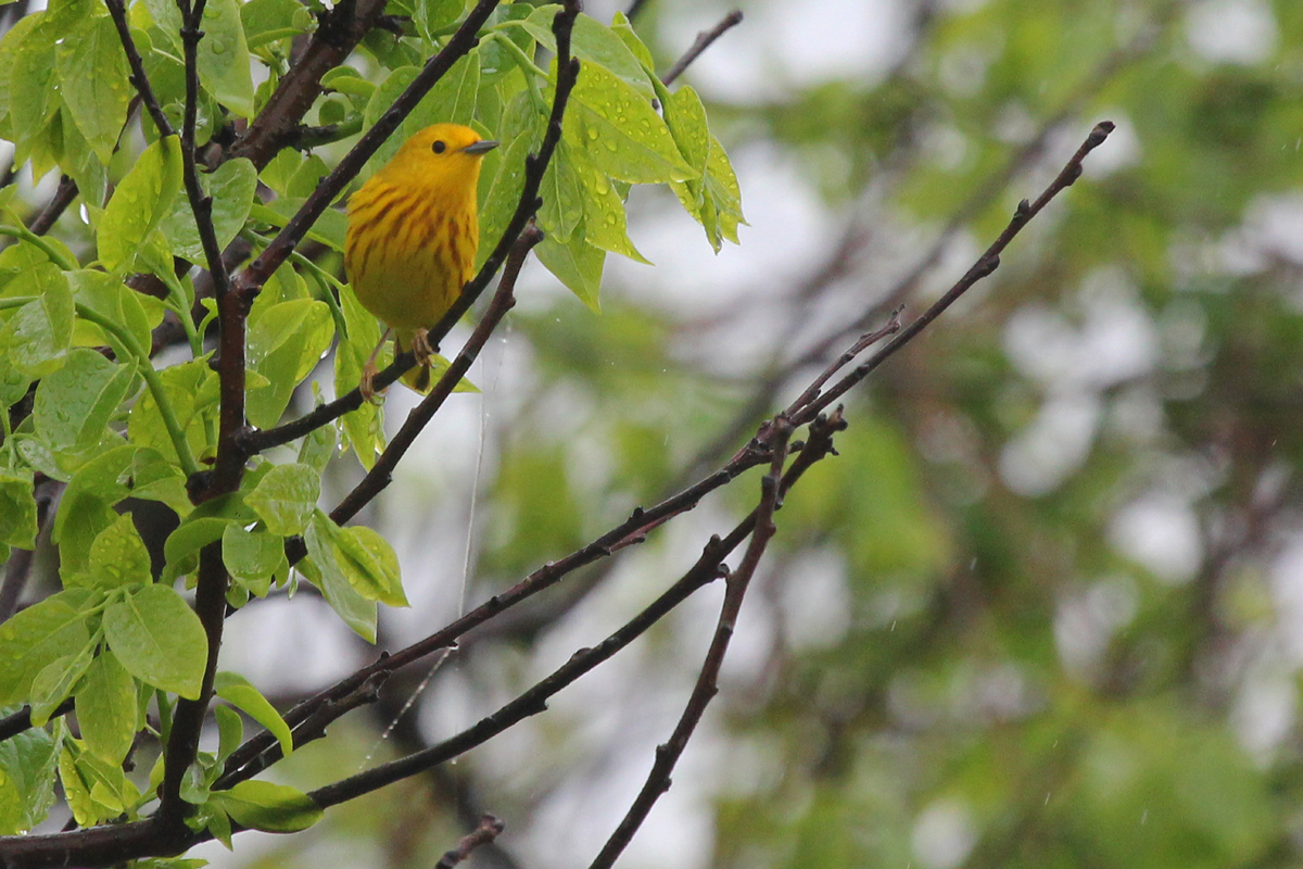 Yellow Warbler / 6 May / Back Bay NWR