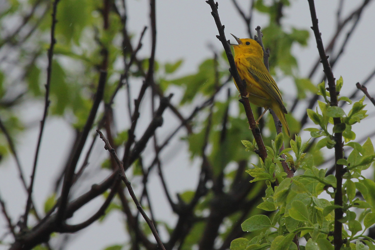 Yellow Warbler / 6 May / Back Bay NWR