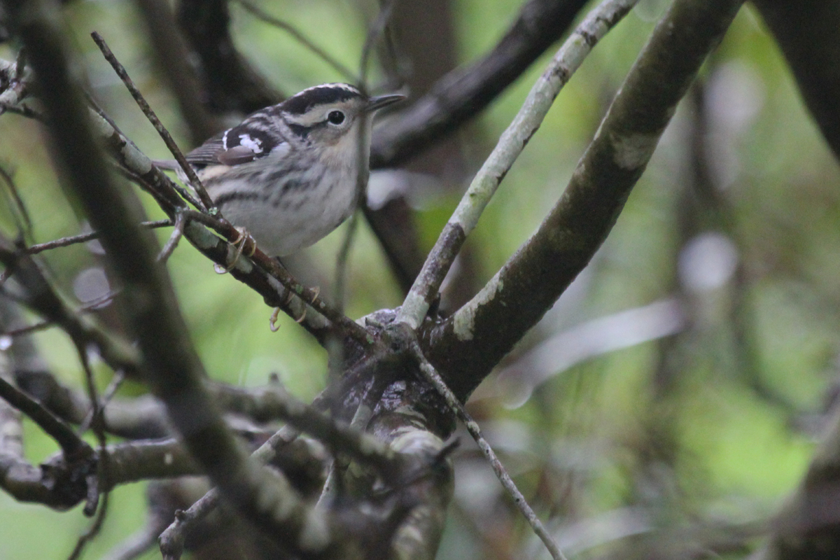 Black-and-white Warbler / 6 May / Back Bay NWR