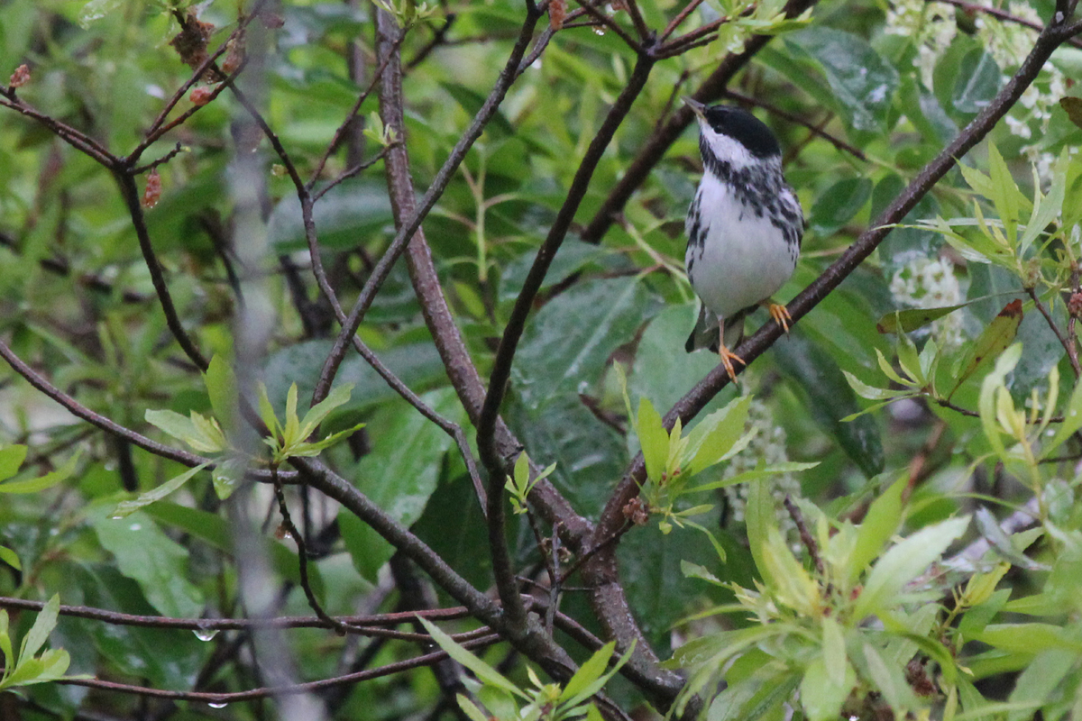 Blackpoll Warbler / 6 May / Back Bay NWR