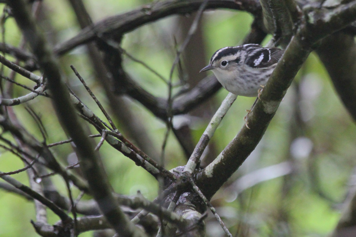 Black-and-white Warbler / 6 May / Back Bay NWR