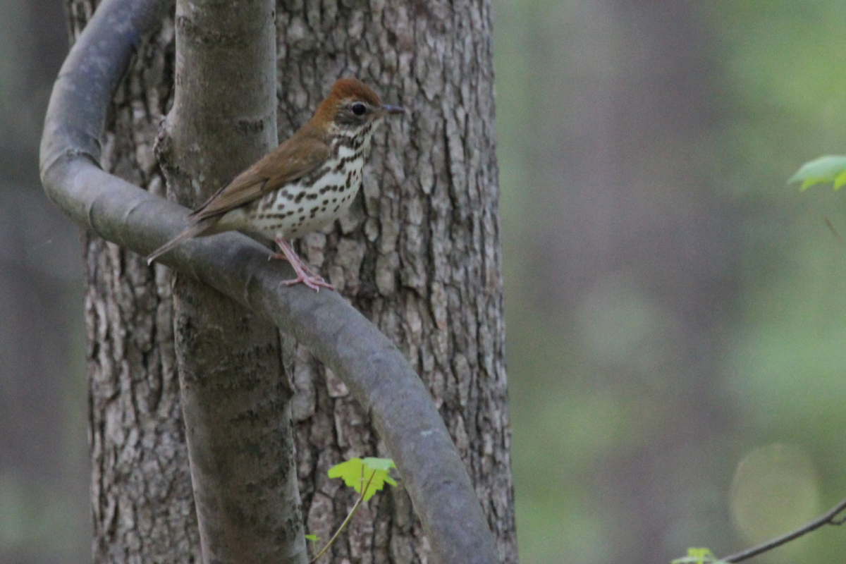 Wood Thrush / 3 May / Stumpy Lake NA