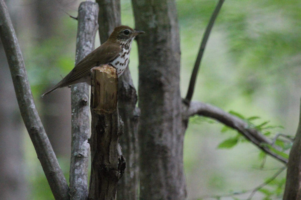 Wood Thrush / 3 May / Stumpy Lake NA