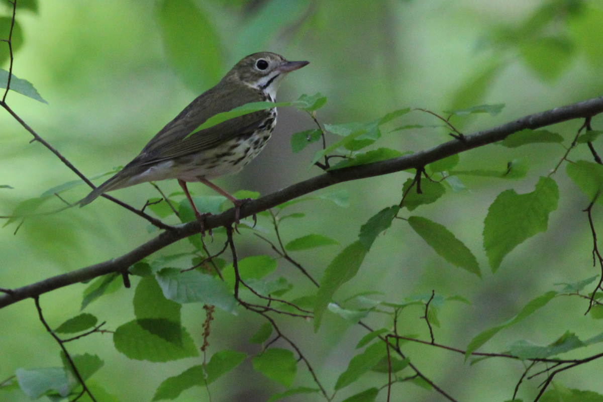 Ovenbird / 4 May / Stumpy Lake NA