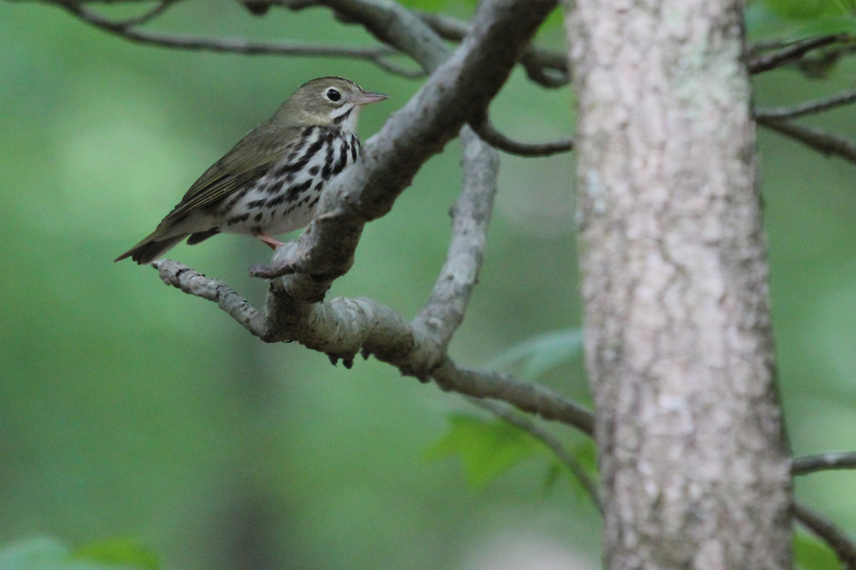 Ovenbird / 4 May / Stumpy Lake NA