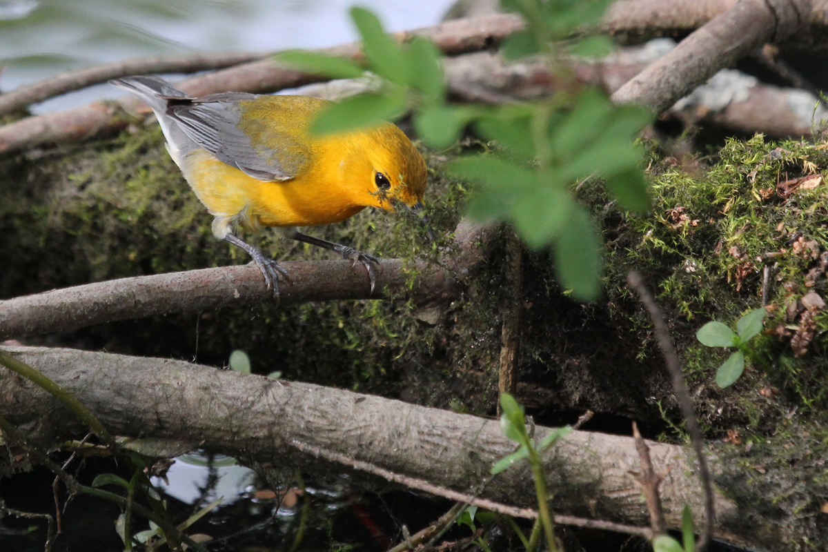 Prothonotary Warbler / 4 May / Stumpy Lake NA