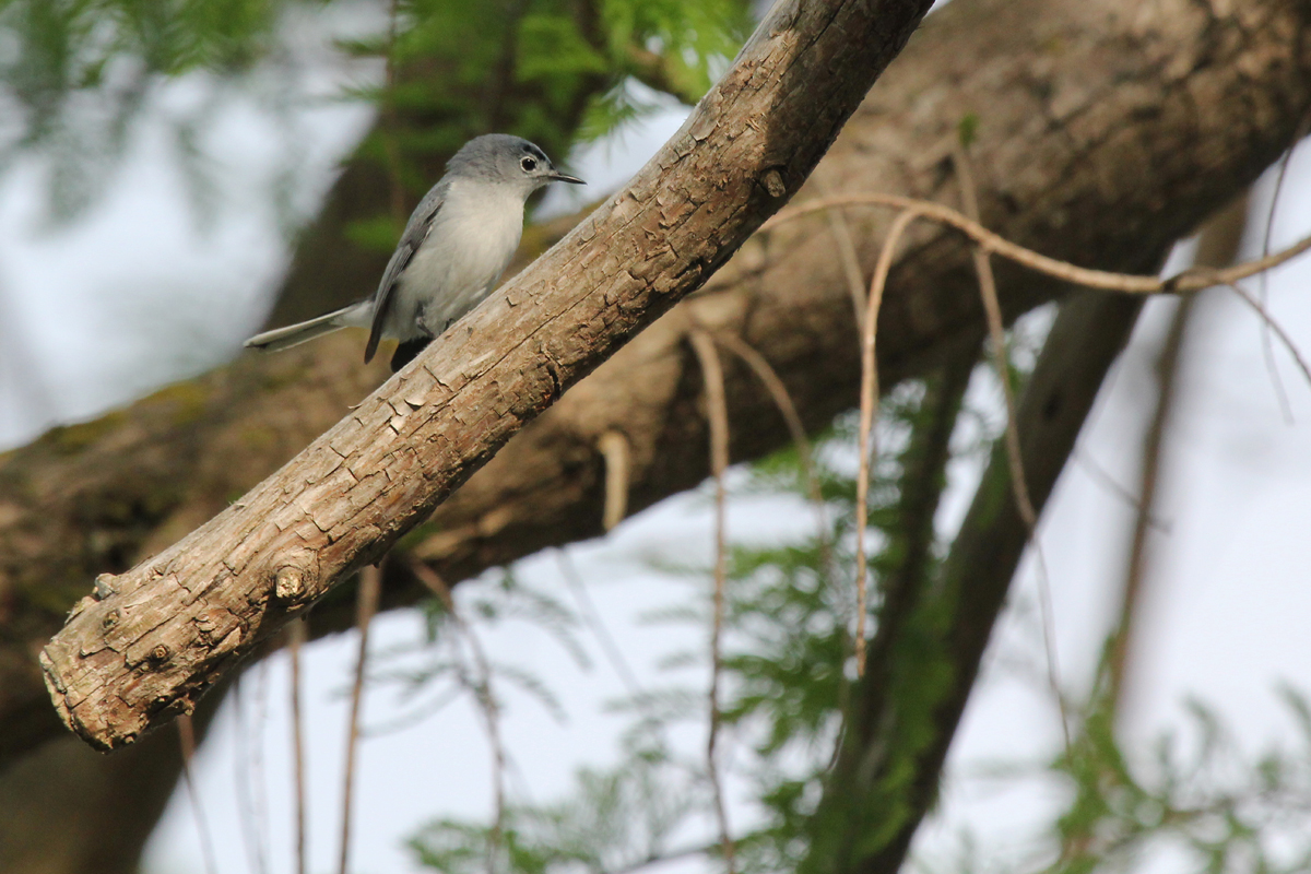 Blue-gray Gnatcatcher / 4 May / Stumpy Lake NA