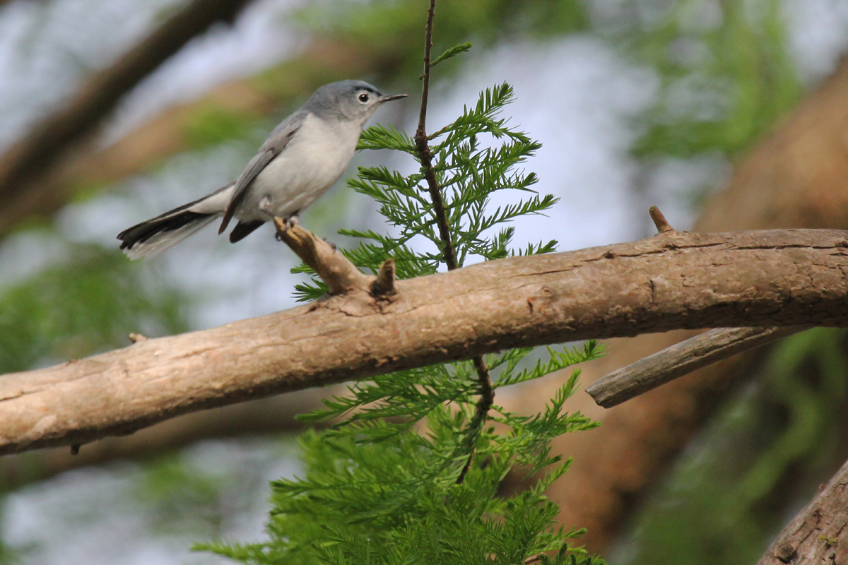 Blue-gray Gnatcatcher / 4 May / Stumpy Lake NA