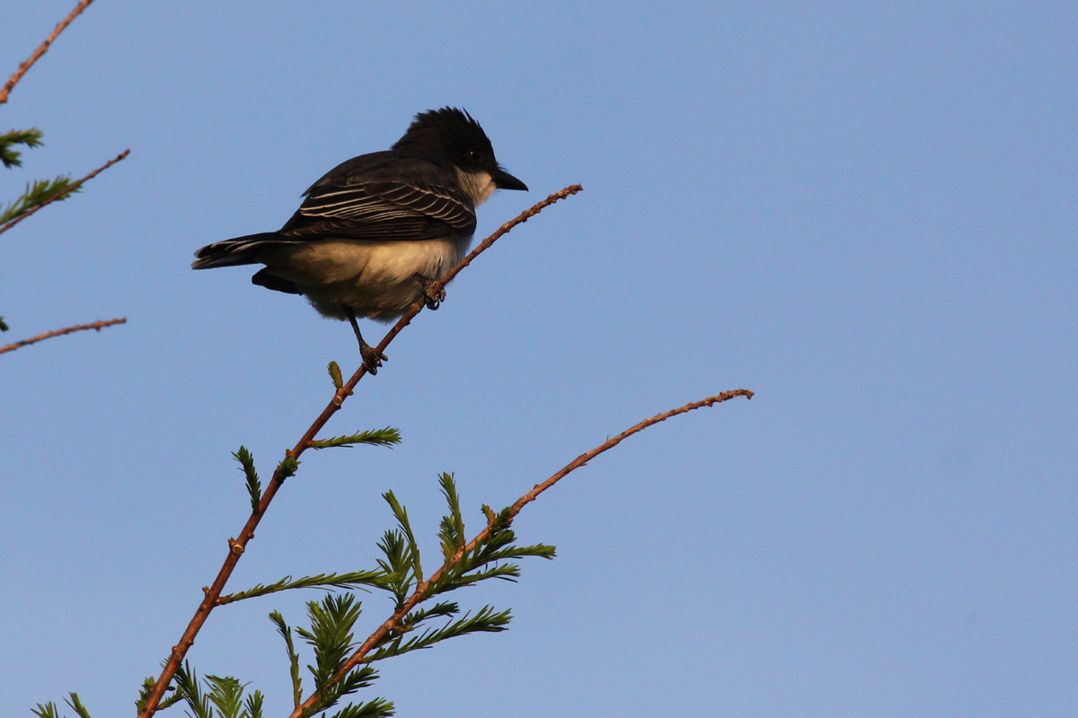 Eastern Kingbird / 5 May / Back Bay NWR