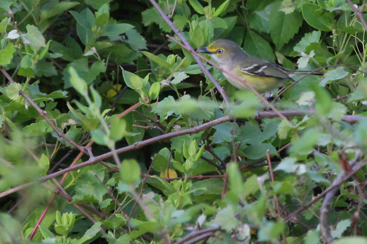 White-eyed Vireo / 5 May / Back Bay NWR