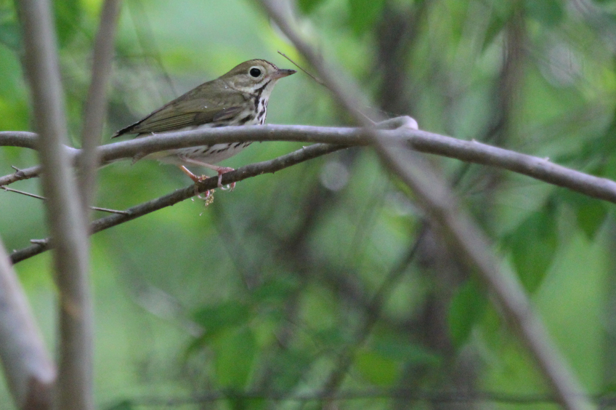 Ovenbird / 5 May / Stumpy Lake NA