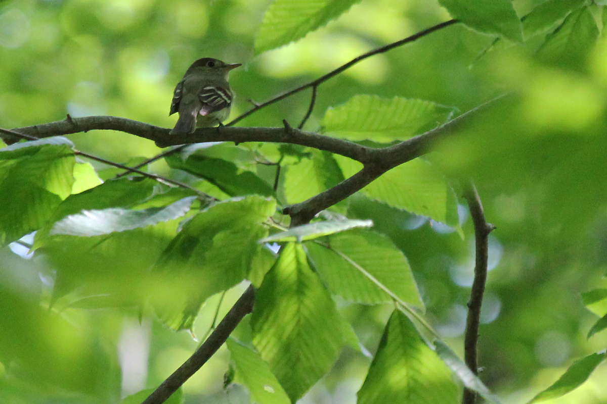 Acadian Flycatcher / 5 May / West Neck Creek NA