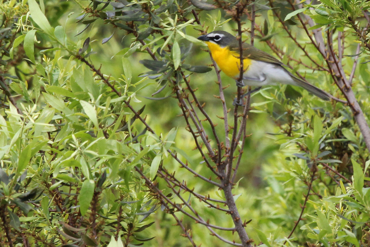 Yellow-breasted Chat / 5 May / Princess Anne WMA Whitehurst Tract