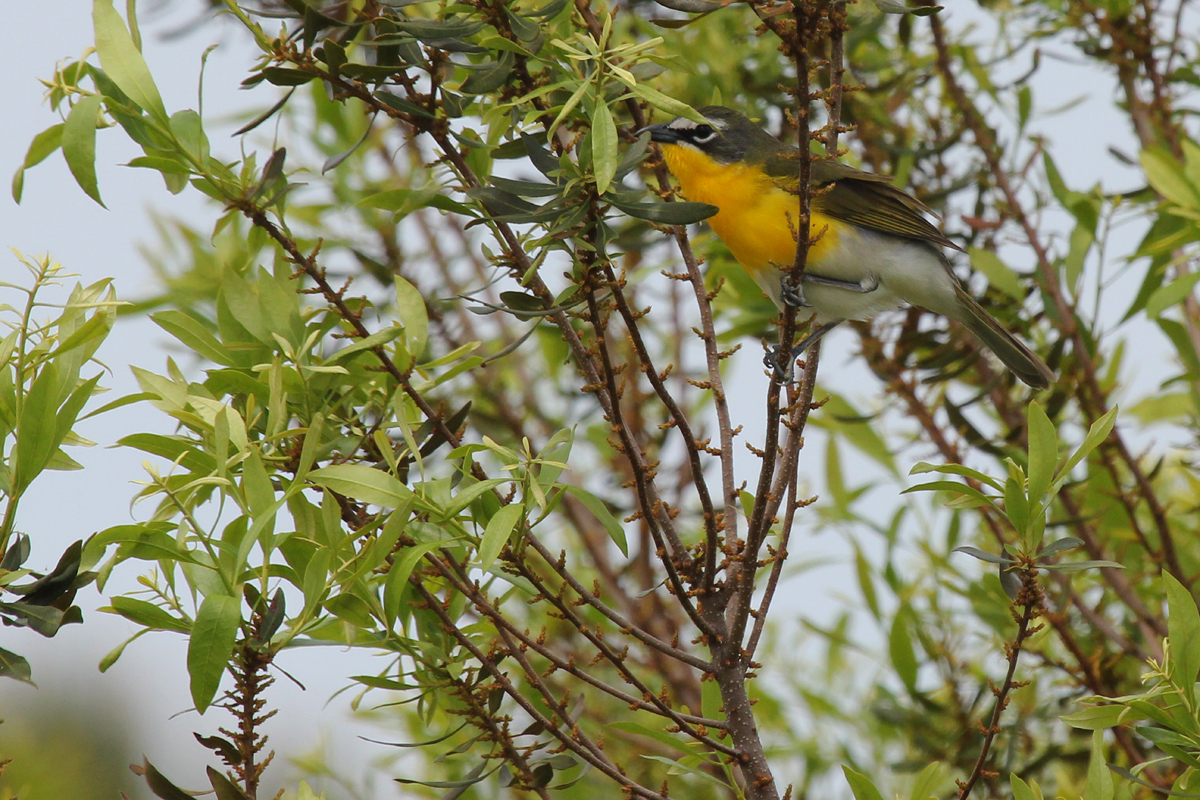 Yellow-breasted Chat / 5 May / Princess Anne WMA Whitehurst Tract