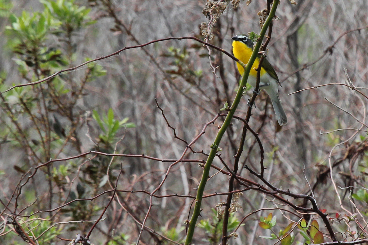 Yellow-breasted Chat / 5 May / Princess Anne WMA Whitehurst Tract