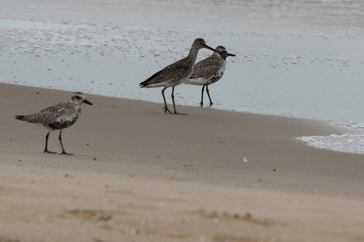 Black-bellied Plovers & Willet / 5 May / Back Bay NWR