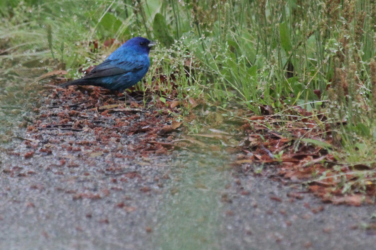 Indigo Bunting / 6 May / Back Bay NWR