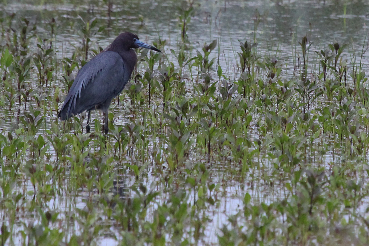 Little Blue Heron / 7 May / Princess Anne WMA Whitehurst Tract