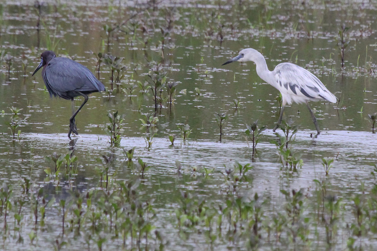 Little Blue Herons / 7 May / Princess Anne WMA Whitehurst Tract