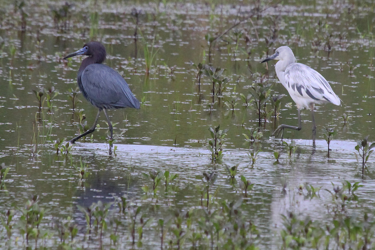 Little Blue Herons / 7 May / Princess Anne WMA Whitehurst Tract