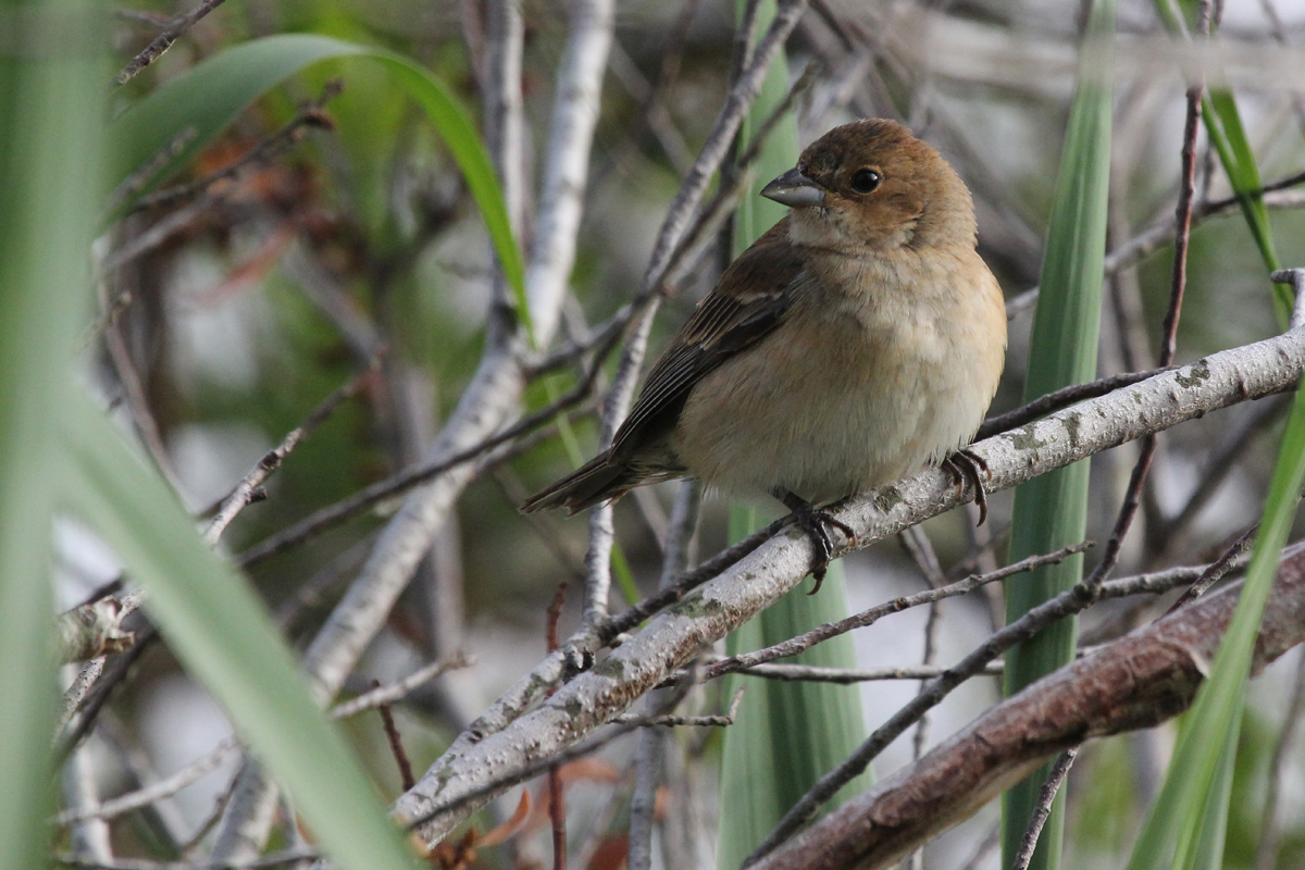 Indigo Bunting / 8 May / Back Bay NWR