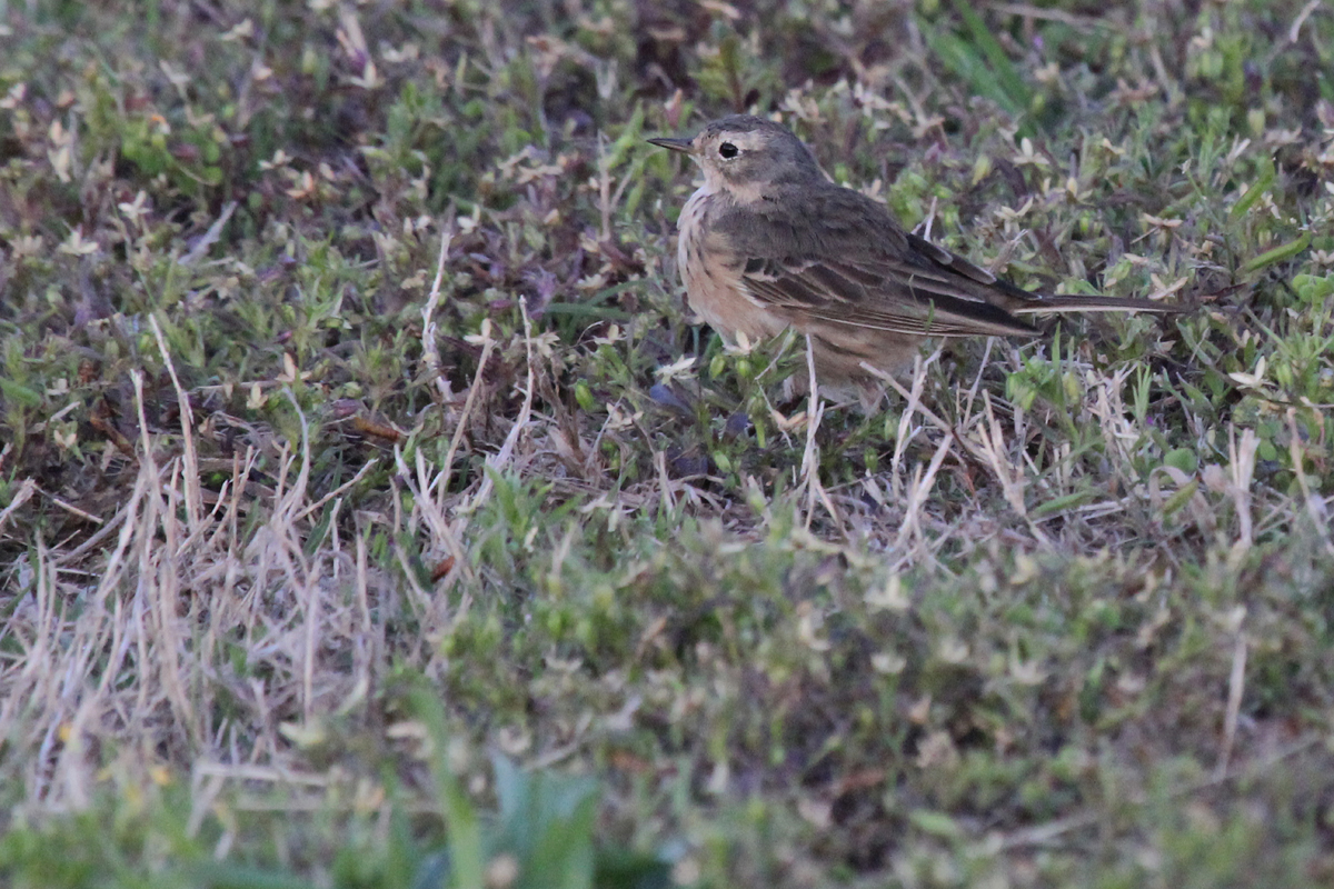 American Pipit / 2 May / Back Bay NWR