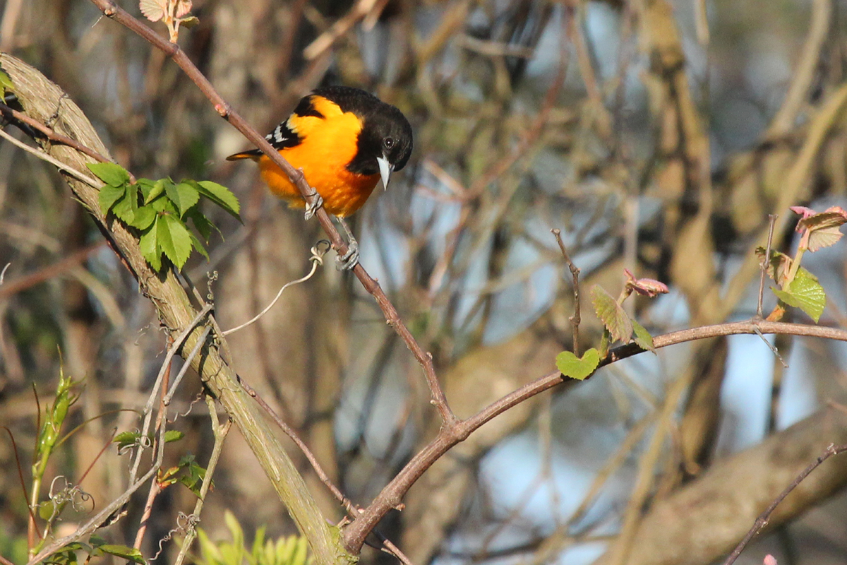 Baltimore Oriole / 2 May / Back Bay NWR