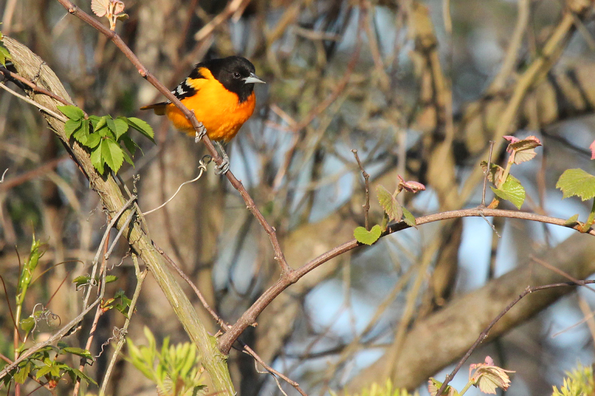 Baltimore Oriole / 2 May / Back Bay NWR
