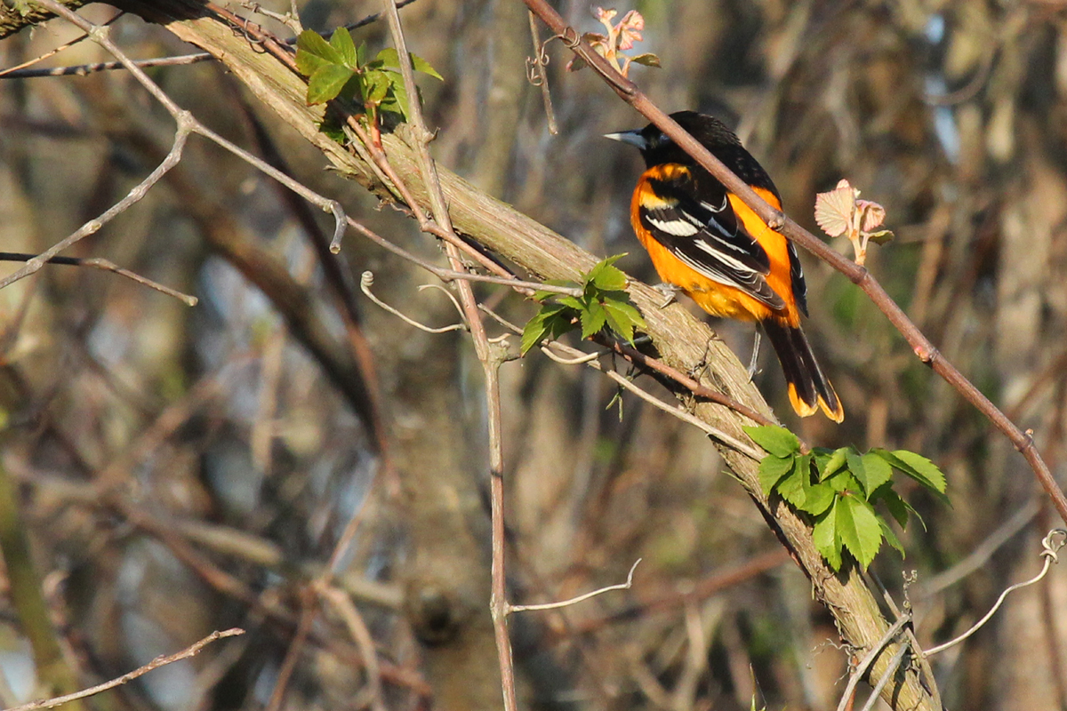 Baltimore Oriole / 2 May / Back Bay NWR
