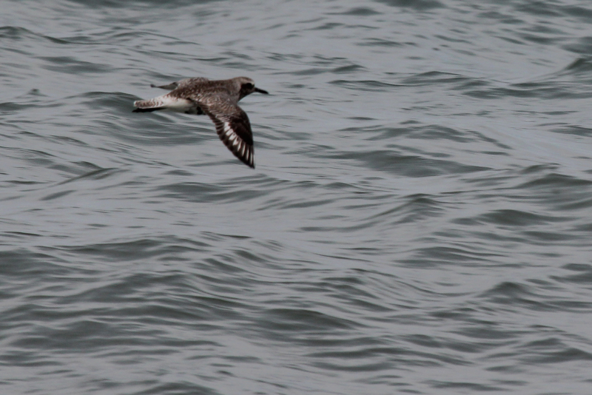 Black-bellied Plover / 5 May / Back Bay NWR