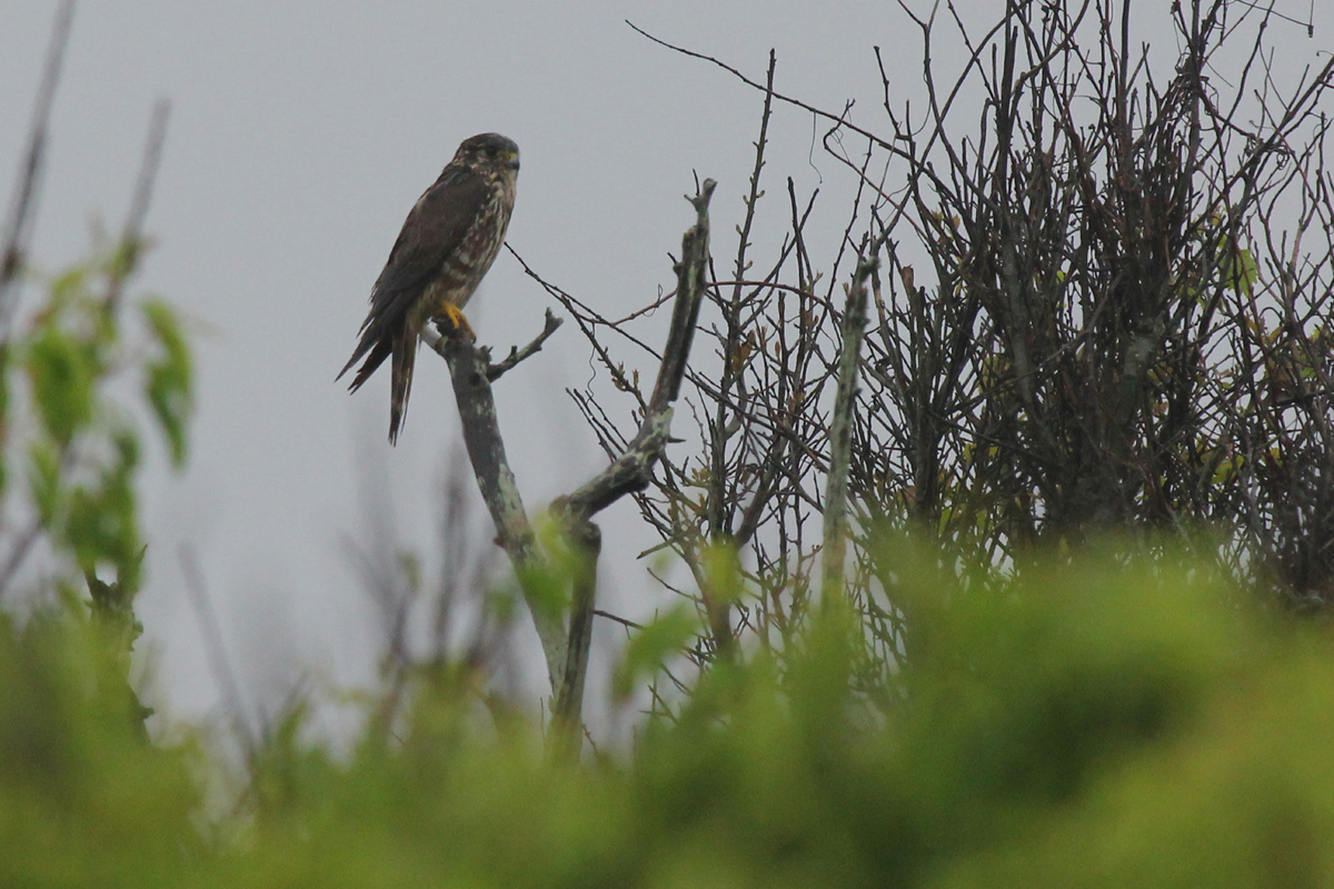 Merlin / 6 May / Back Bay NWR