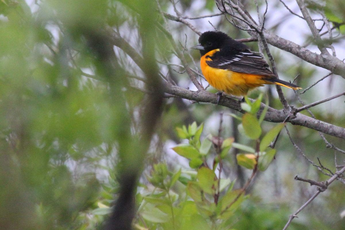 Baltimore Oriole / 8 May / Back Bay NWR