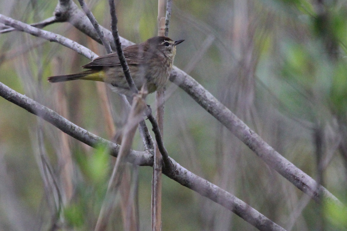 Palm Warbler (Western) / 8 May / Back Bay NWR