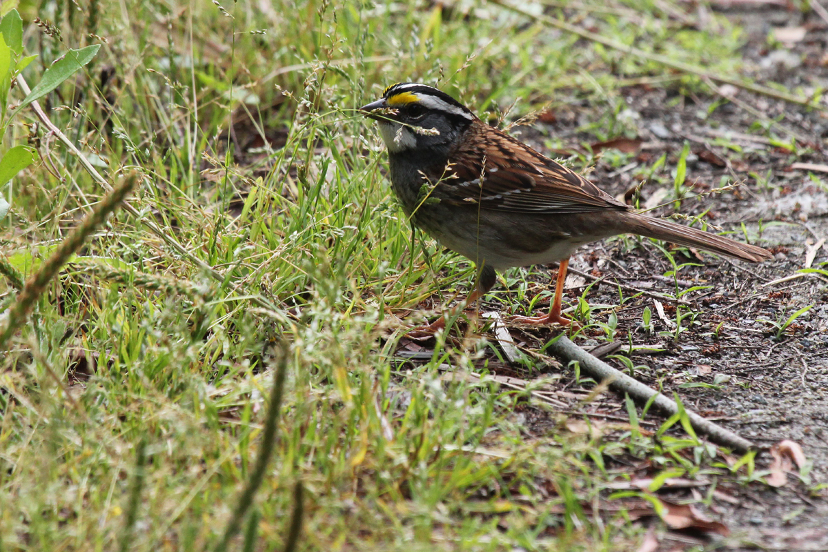  White-throated Sparrow / 9 May / Back Bay NWR