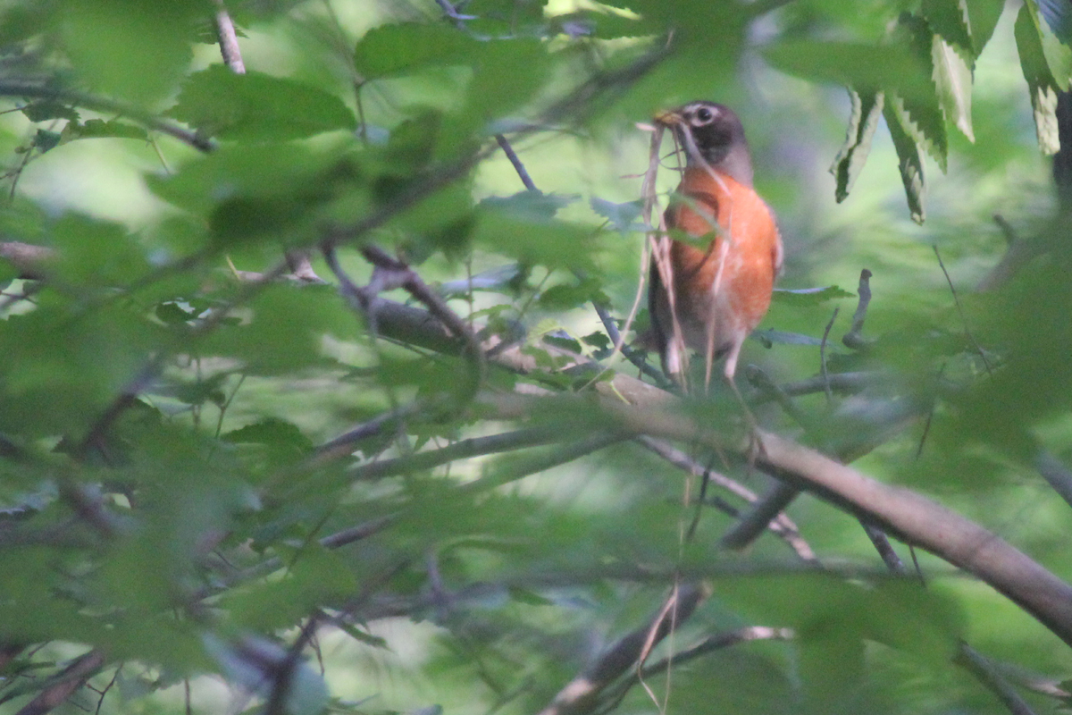 American Robin / 3 May / Stumpy Lake NA