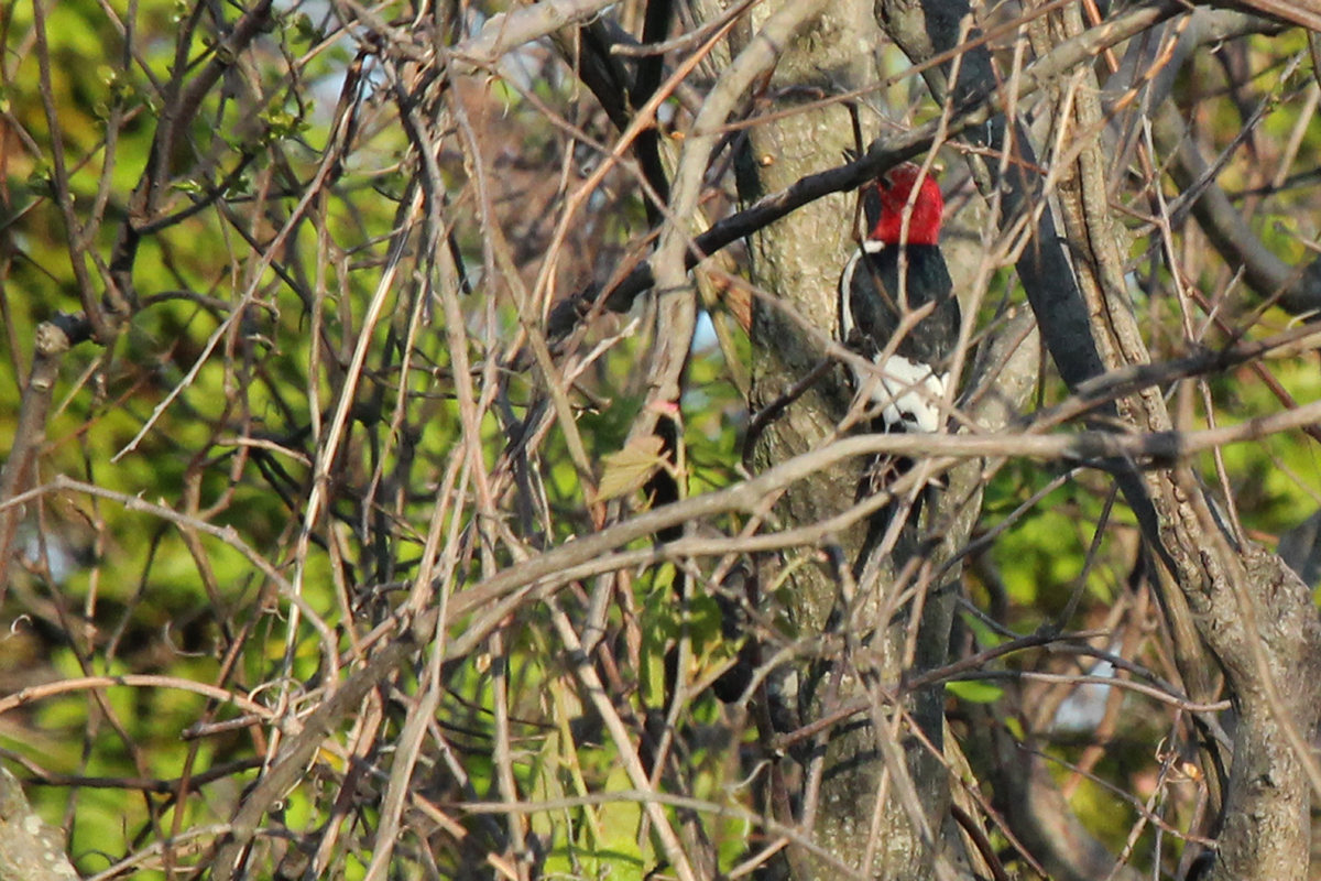 Red-headed Woodpecker / 2 May / Back Bay NWR