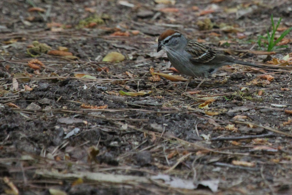 Chipping Sparrow / 5 May / Red Wing Park