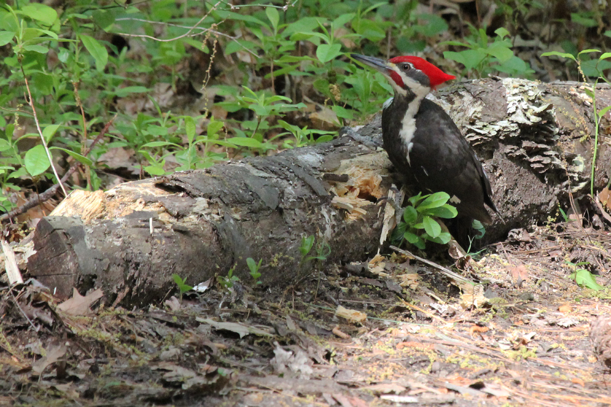 Pileated Woodpecker / 5 May / Red Wing Park