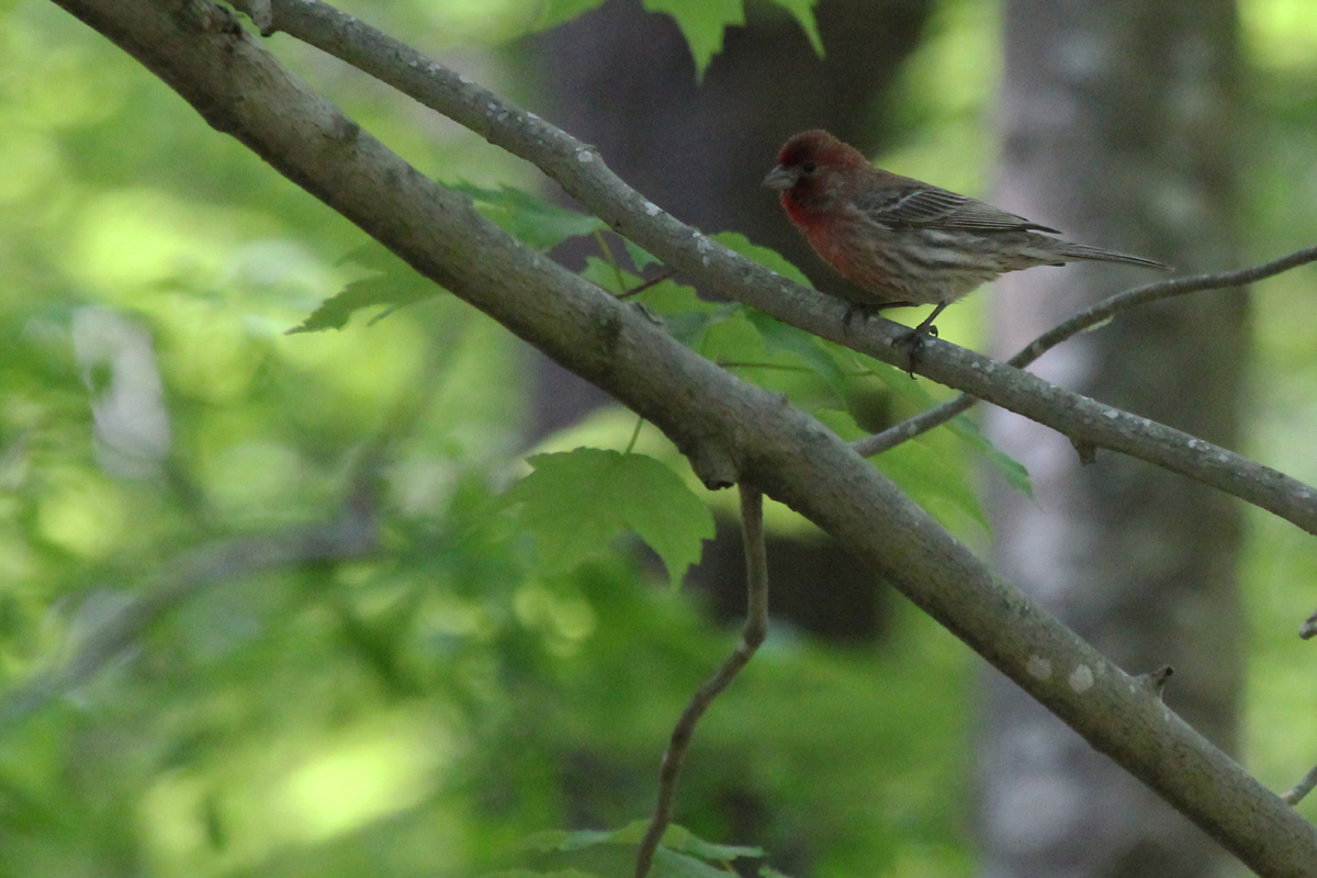 House Finch / 5 May / West Neck Creek NA
