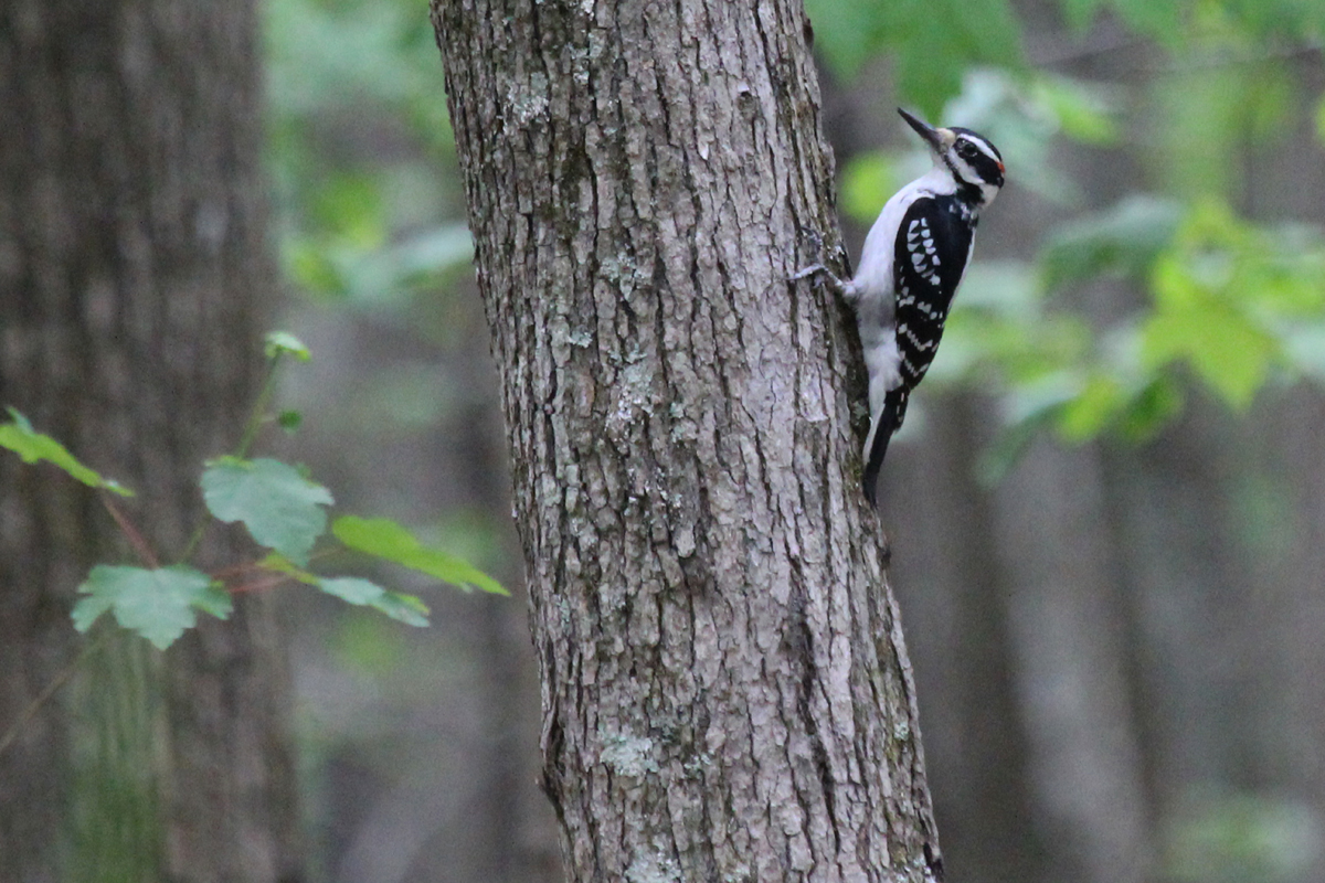 Hairy Woodpecker / 5 May / Stumpy Lake NA