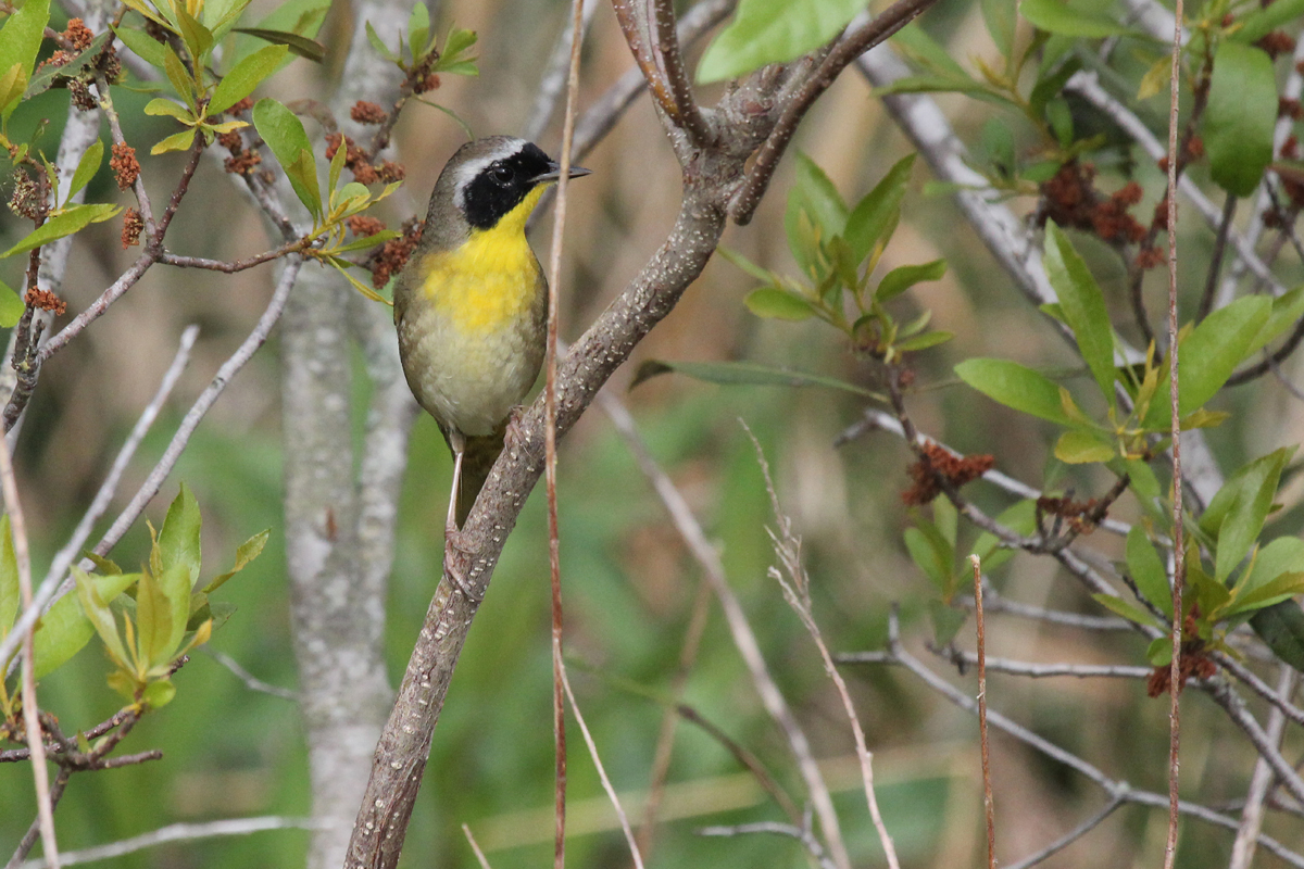 Common Yellowthroat / 5 May / Back Bay NWR