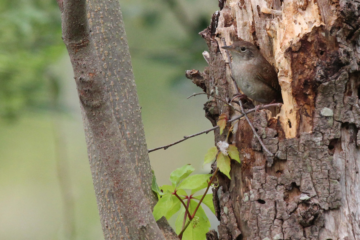 House Wren / 5 May / Back Bay NWR