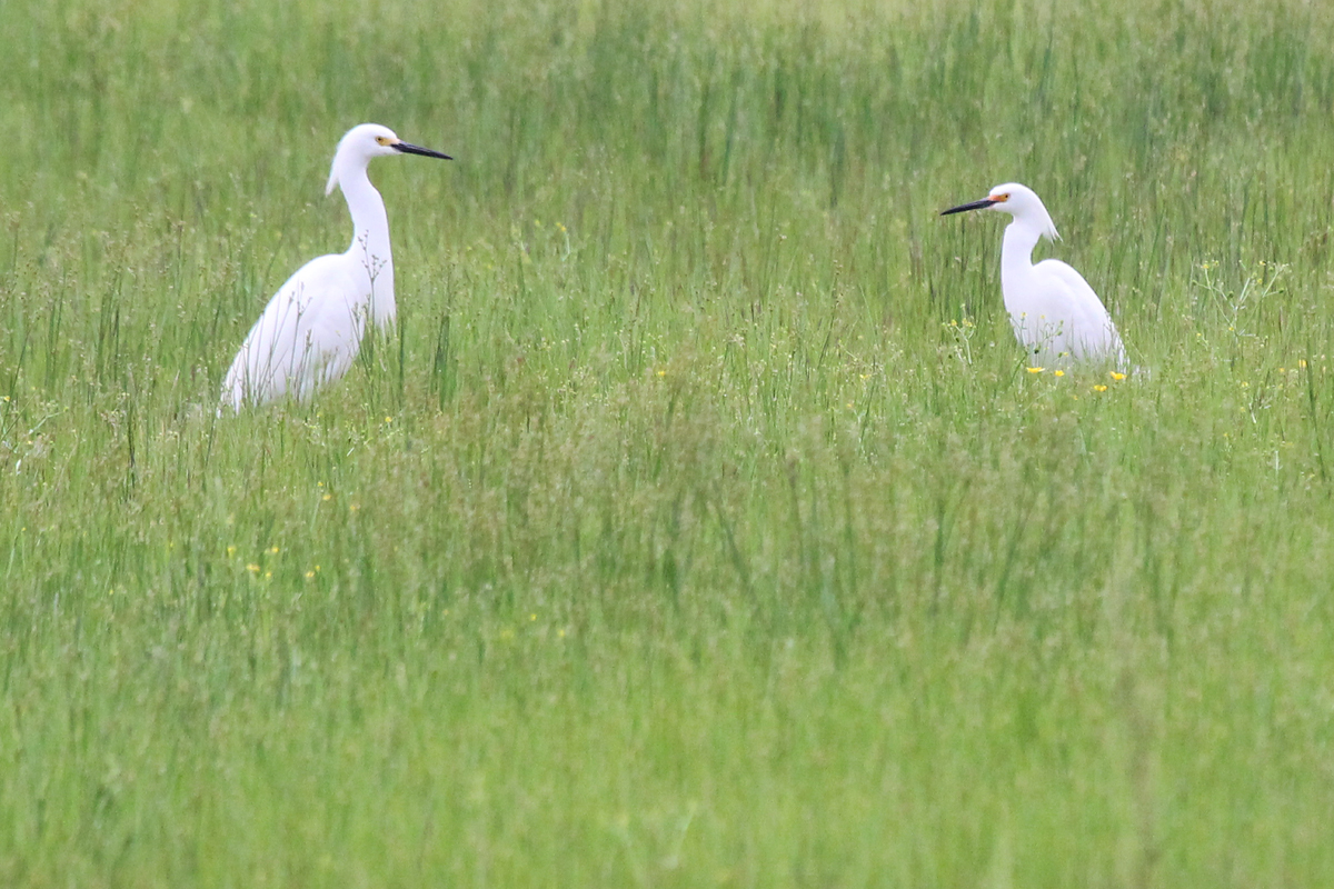 Snowy Egrets / 7 May / Princess Anne WMA Whitehurst Tract