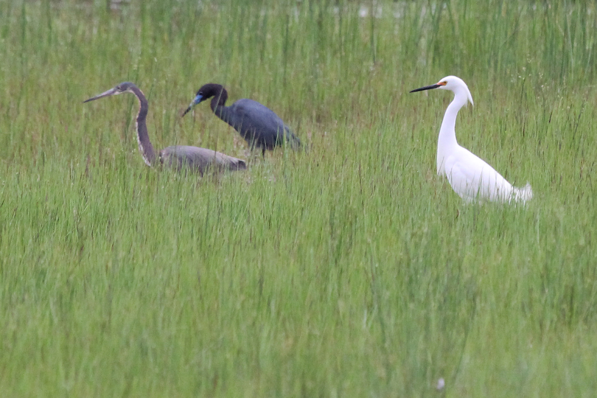 Tricolored Heron, Little Blue Heron & Snowy Egret / 7 May / Princess Anne WMA Whitehurst Tract