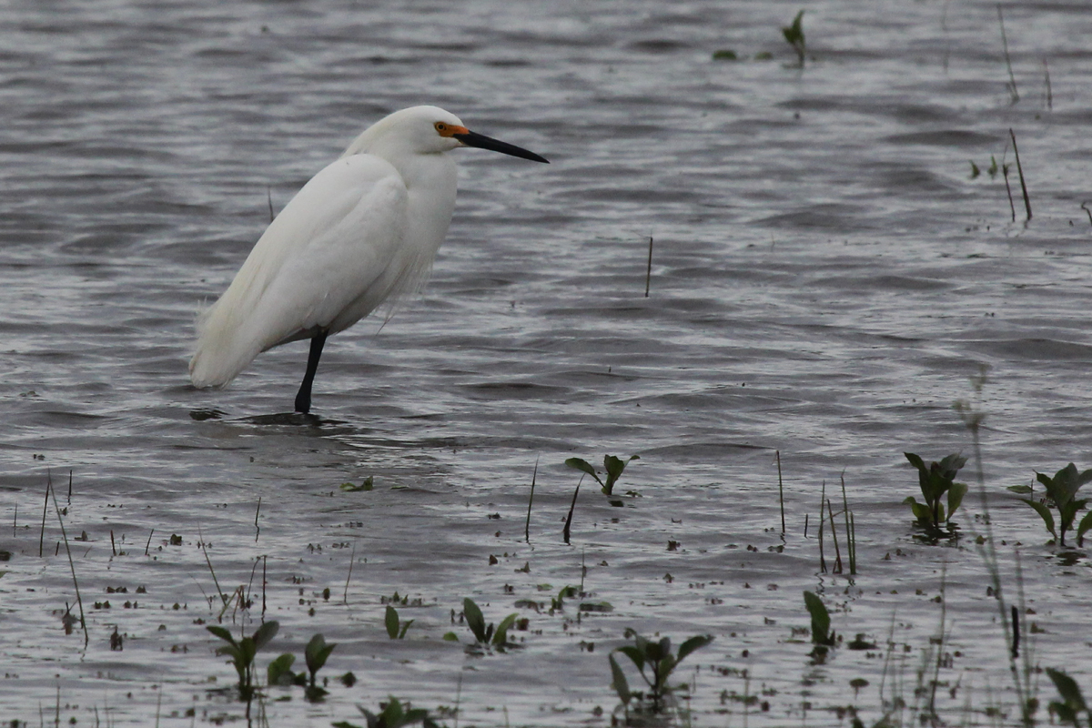 Snowy Egret / 7 May / Princess Anne WMA Whitehurst Tract