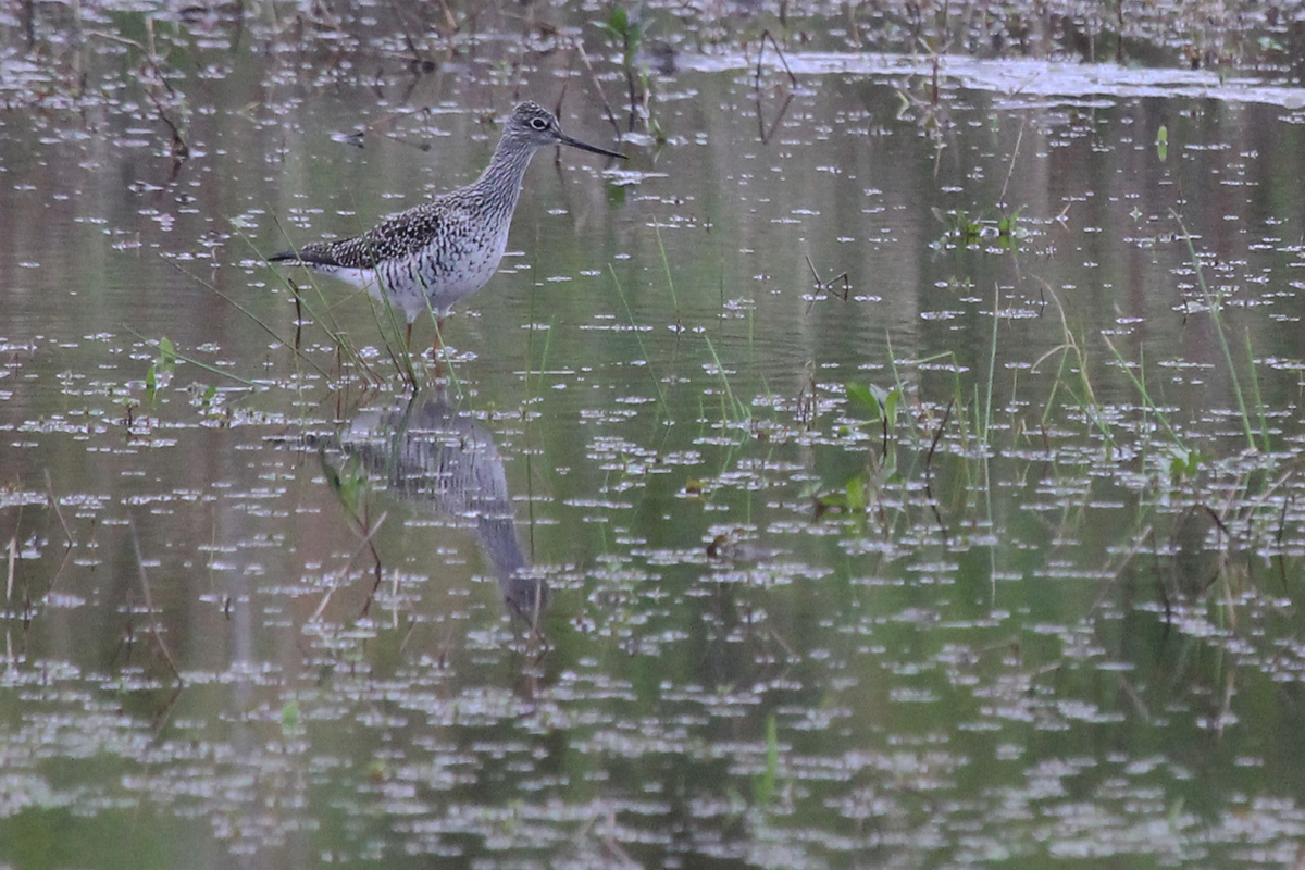 Greater Yellowlegs / 7 May / Princess Anne WMA Whitehurst Tract