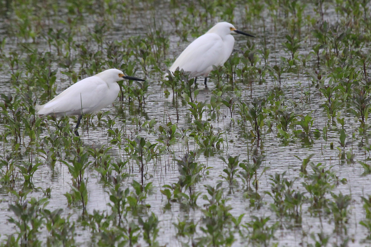 Snowy Egrets / 7 May / Princess Anne WMA Whitehurst Tract