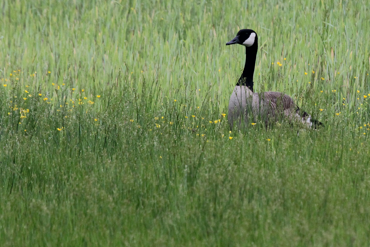 Canada Goose / 7 May / Princess Anne WMA Whitehurst Tract
