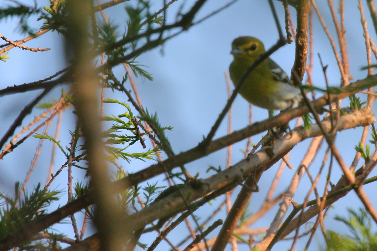 Yellow-throated Vireo / 11 May / Back Bay NWR