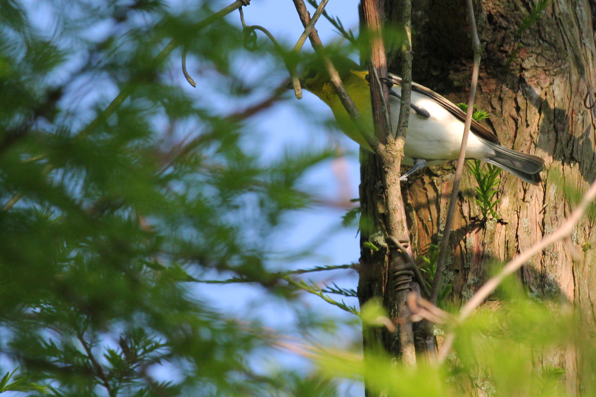 Yellow-throated Vireo / 11 May / Back Bay NWR